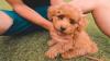 Puppies for sale Portugal, Braga Poodle