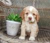 Puppies for sale Ireland, Dublin, Belfast American Cocker Spaniel