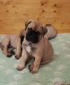 Puppies for sale Ireland, Dublin, Belfast Bullmastiff