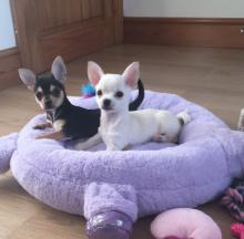 Puppies for sale Belgium, Brussels Chihuahua