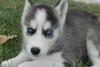 Puppies for sale Portugal, Mirandela Haski