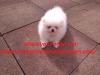 Puppies for sale Estonia, Sillamyae Pomeranian Spitz