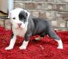 Puppies for sale Finland, Kotka American Pit-Bull Terrier