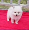 Puppies for sale United Kingdom, Stonehaven Pomeranian Spitz