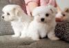 Puppies for sale Belgium, Antwerp Maltese