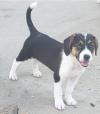 Puppies for sale Belgium, Brussels Beagle