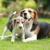 Puppies for sale Germany, Augsburg Beagle