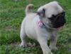 Puppies for sale Belgium, Liege Pug