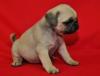 Puppies for sale Cyprus, Nicosia Pug