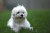 Puppies for sale Spain, Bilbao , Bolognese