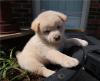 Puppies for sale Spain, Barcelona , Shiba Inu