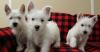 Puppies for sale France, Paris West Highland White Terrier