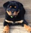 Puppies for sale Cyprus, Limassol Rottweiler