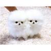 Puppies for sale United Kingdom, Wolverhampton Pomeranian Spitz