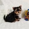 Puppies for sale Germany, Gelsenkirchen Yorkshire Terrier