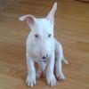 Puppies for sale Germany, Berlin Bull Terrier