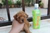 Puppies for sale Germany, Berlin Toy-poodle