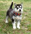 Puppies for sale Germany, Munich Haski