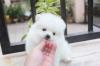 Puppies for sale Germany, Berlin Pomeranian Spitz