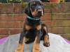 Puppies for sale Greece, Athens Doberman