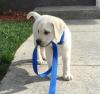 Puppies for sale Spain, Seville Labrador Retriever