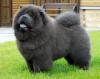 Puppies for sale Ireland, Dublin Chow Chow