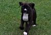 Puppies for sale Ireland, Dublin Boxer