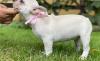 Puppies for sale Ireland, Dublin French Bulldog