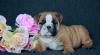 Puppies for sale Ireland, Dublin English Bulldog