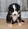 Puppies for sale Hungary, Budapest Bernese Mountain Dog