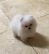Puppies for sale Germany, Dortmund Pomeranian Spitz