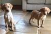 Puppies for sale Belgium, Liege Labrador Retriever