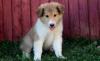 Puppies for sale Ireland, Cork Collie