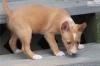 Puppies for sale Portugal, Lisbon , Portuguese Podengo