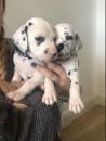 Puppies for sale Spain, Salamanca Dalmatian