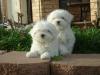 Puppies for sale Turkmenistan, Ashgabat Maltese