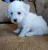 Puppies for sale Denmark, Odense Bichon