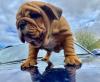 Puppies for sale Czech Republic, Bratislava English Bulldog