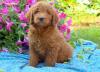 Puppies for sale Ireland, Cork Other breed, Goldendoodle