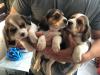 Puppies for sale Netherlands, Amsterdam Beagle