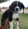 Puppies for sale Hungary, Budapest Australian Shepherd