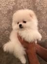 Puppies for sale Belgium, Brussels , Pomeranian