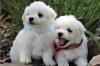 Puppies for sale Netherlands, Hemstede Maltese