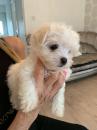 Puppies for sale Belgium, Brussels Maltese