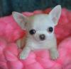 Puppies for sale Germany, Freiburg Chihuahua
