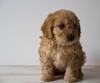 Puppies for sale Canada, Alberta Other breed, COCKAPOO