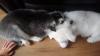 Puppies for sale Sweden, Goteborg Other breed, SIBERIAN HUSKY