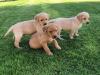 Puppies for sale Greece, Thessaloniki Labrador