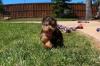 Puppies for sale Spain, Badajoz Yorkshire Terrier