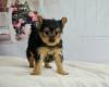 Puppies for sale France, Bordeaux Yorkshire Terrier
